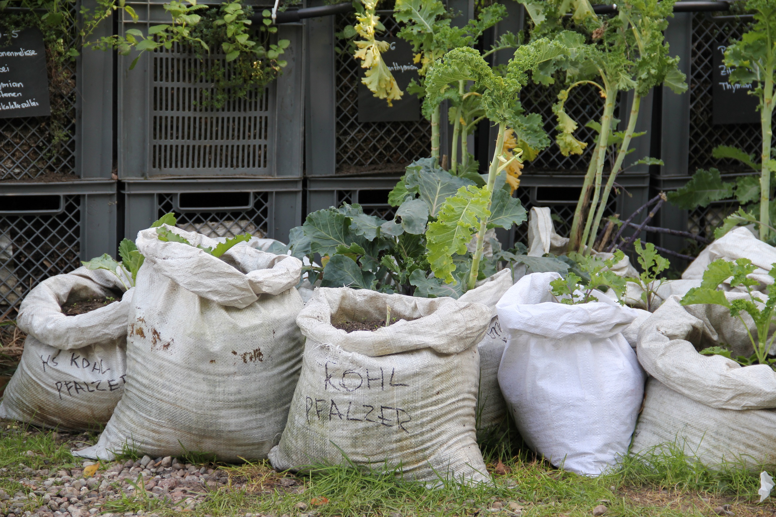 urban gardening